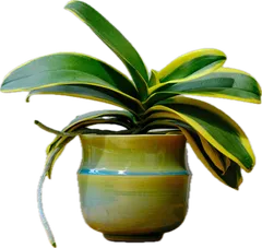 Green planter holding an orchid