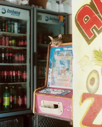 A cat asleep on top of an arcade machine